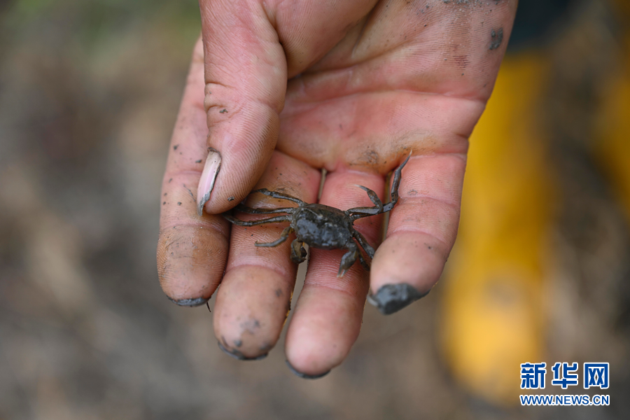 稻花香里河蟹肥 生態(tài)農(nóng)業(yè)走出&ldquo;一地雙收&rdquo;致富路