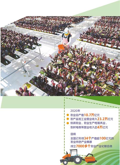 “鏈主企業(yè)”在田間拔節(jié)成長