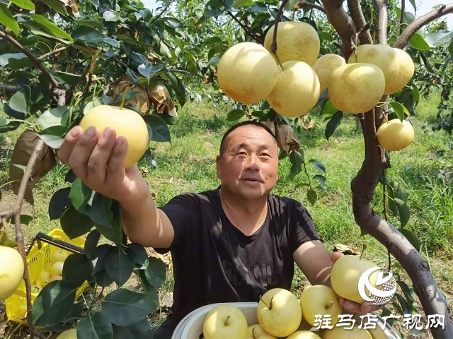 駐馬店胡廟鄉(xiāng)：開拓新興產業(yè) 助力鄉(xiāng)村振興