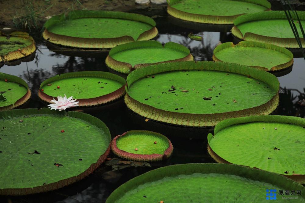 “疫”去“瘟”散盡開顏，秋來夏走賞“王蓮”