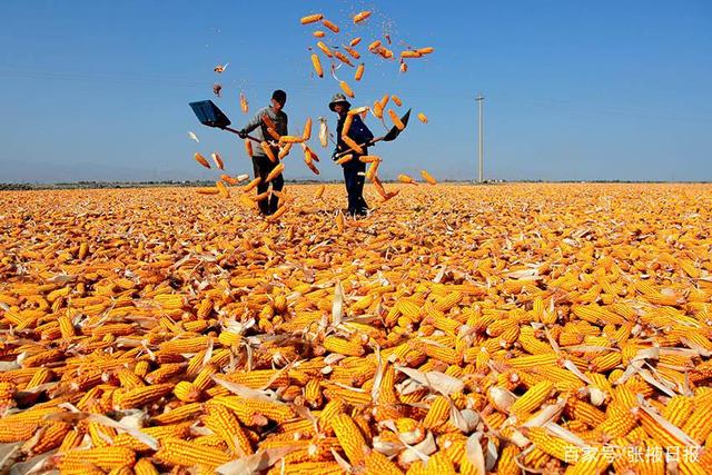 河南周末大范圍降雨 氣溫將驟降10℃ 適當推遲夏玉米收獲以提高產(chǎn)量