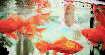 金科·君悅公館：萬(wàn)只閘蟹&五萬(wàn)現(xiàn)金，你來(lái)就送！