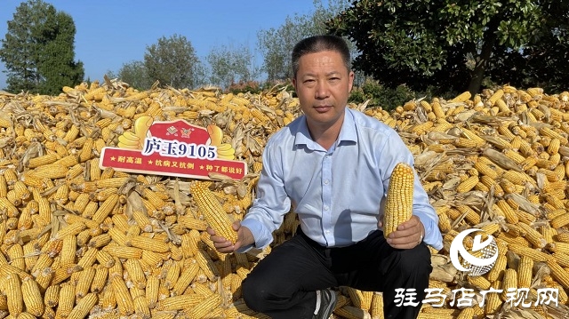 金色玉米堆成山：&ldquo;廬玉9105&rdquo;喜獲豐收