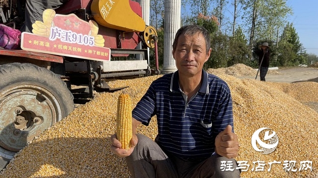 金色玉米堆成山：&ldquo;廬玉9105&rdquo;喜獲豐收