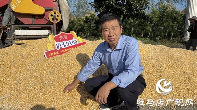 金色玉米堆成山：&ldquo;廬玉9105&rdquo;喜獲豐收
