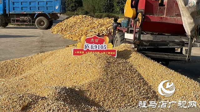 金色玉米堆成山：&ldquo;廬玉9105&rdquo;喜獲豐收
