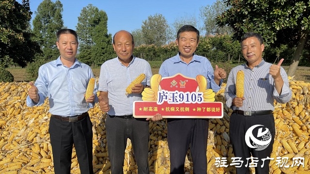 金色玉米堆成山：&ldquo;廬玉9105&rdquo;喜獲豐收