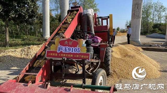 金色玉米堆成山：&ldquo;廬玉9105&rdquo;喜獲豐收