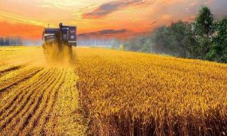 農(nóng)業(yè)農(nóng)村部：確保秋糧豐收到手、明年夏季糧油播種