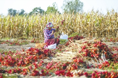 秋收辣！直擊漯河臨潁辣椒秋收，場面壯觀