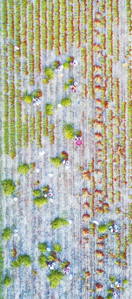 秋收辣！直擊漯河臨潁辣椒秋收，場面壯觀