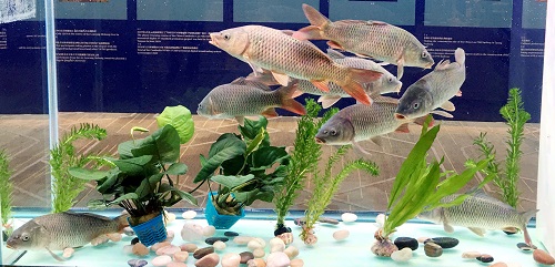 鯉魚無處不在！它的強(qiáng)大適應(yīng)能力從哪兒來？