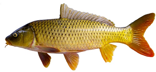 鯉魚無處不在！它的強(qiáng)大適應(yīng)能力從哪兒來？