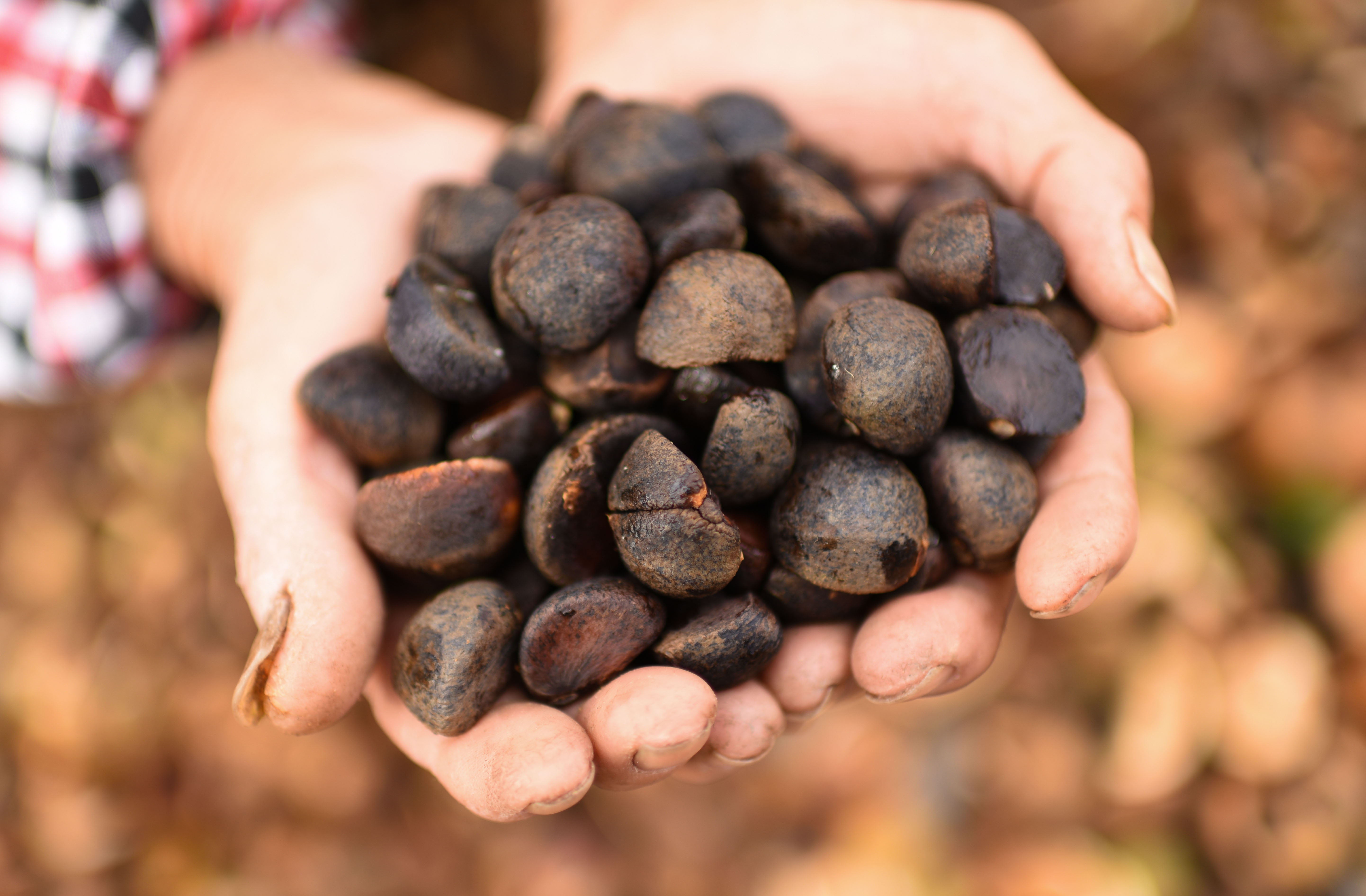 各地重拳打擊套牌侵權(quán)、“三無”種子見實(shí)效