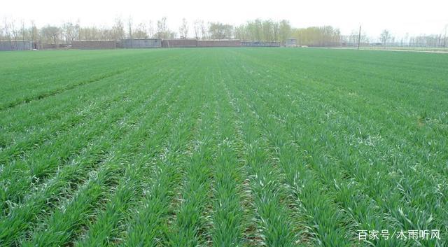 如何種足種好今年冬小麥？我省印發(fā)《關(guān)于小麥晚播的技術(shù)指導(dǎo)意見》