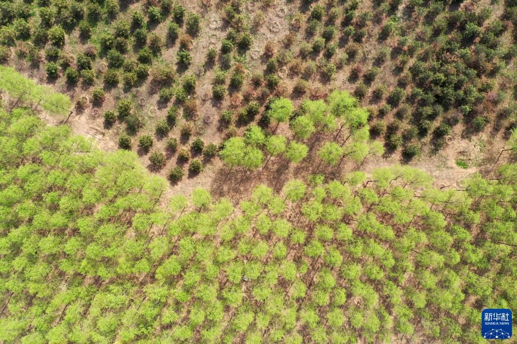 新思想引領(lǐng)新征程·時(shí)代答卷丨“瓣瓣同心”向陽開——習(xí)近平總書記謀劃推動京津冀協(xié)同發(fā)展譜寫新篇章