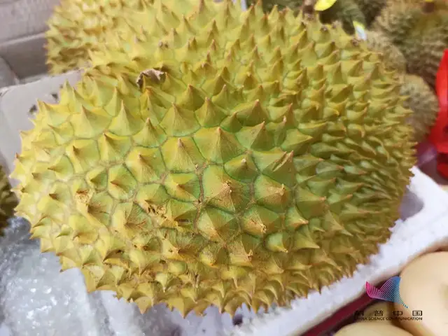 臭豆腐、螺螄粉、榴蓮…這些食物為什么那么臭？很多人還愛吃？