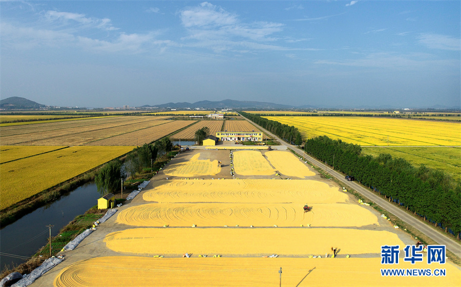 【&ldquo;飛閱&rdquo;中國】豐收的畫卷，真美！