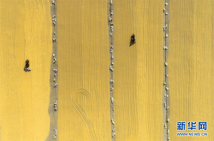 【&ldquo;飛閱&rdquo;中國】豐收的畫卷，真美！