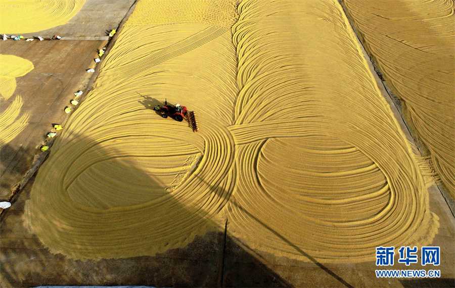 【&ldquo;飛閱&rdquo;中國】豐收的畫卷，真美！