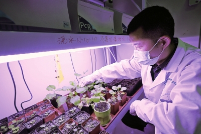 探秘省部共建小麥玉米作物學國家重點實驗室