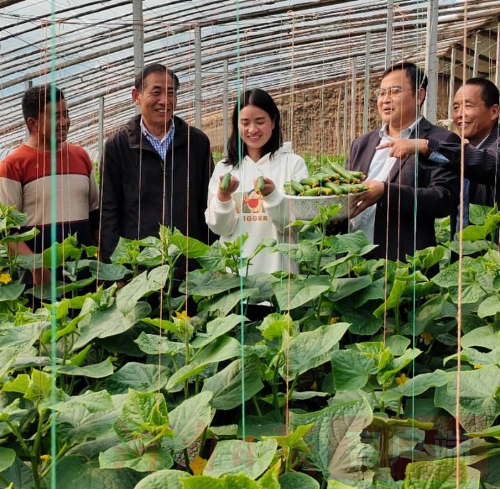 3000座溫棚，產(chǎn)值3億元！寧陵縣程樓鄉(xiāng)小黃瓜做活致富大文章