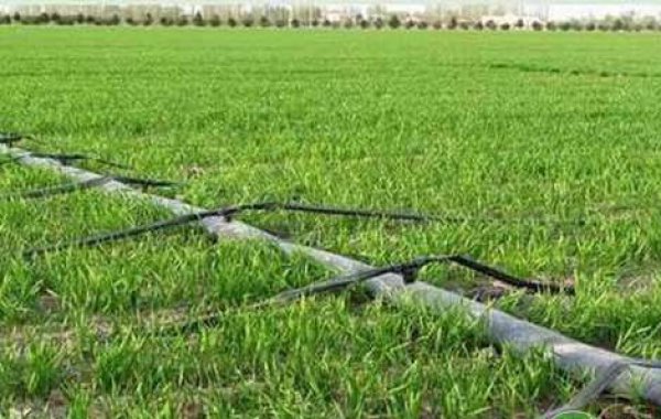 今年我省會(huì)迎來冷冬嗎？ 專家提醒：強(qiáng)化麥田管理，保苗安全越冬