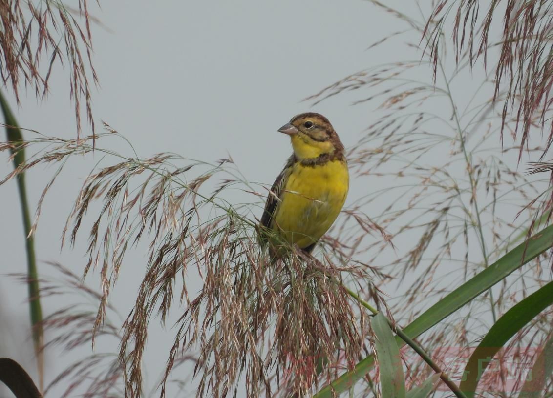 受寒潮影響 候鳥提前“回豫”越冬