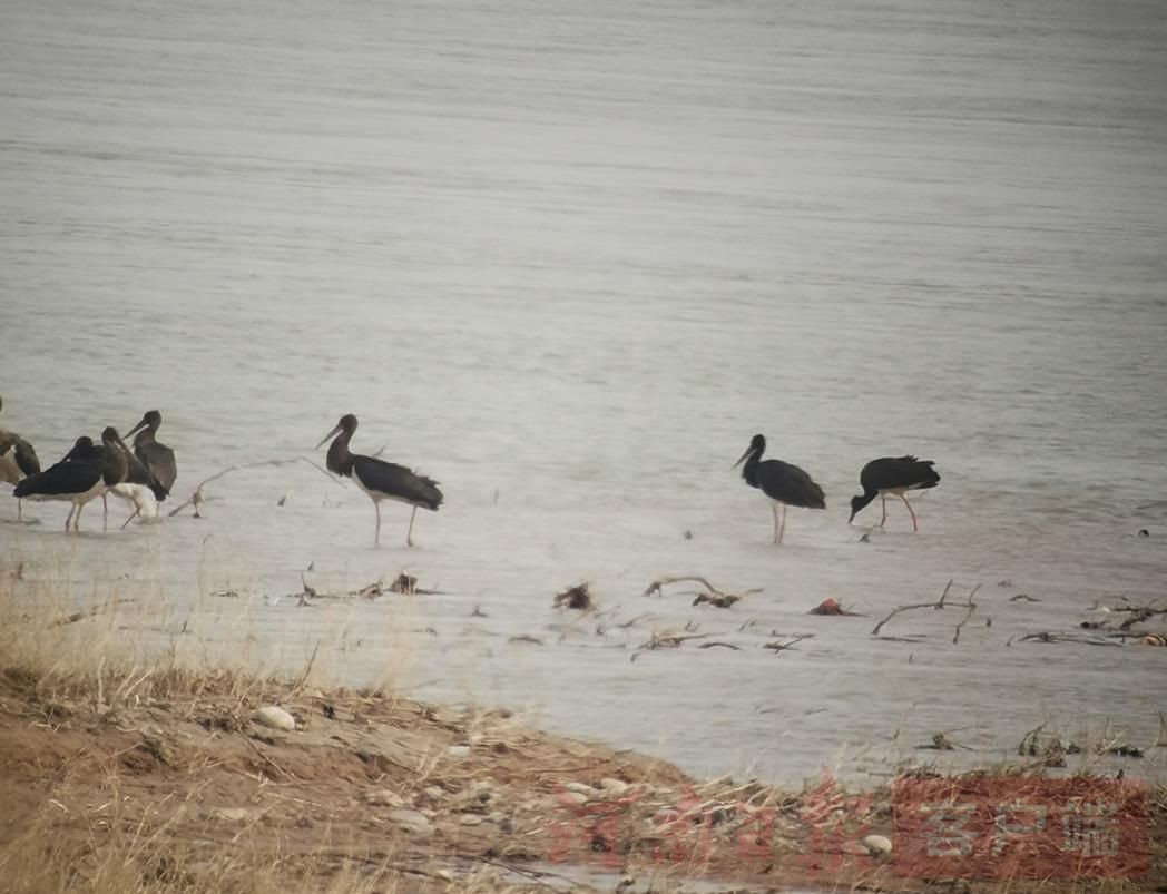 受寒潮影響 候鳥提前“回豫”越冬