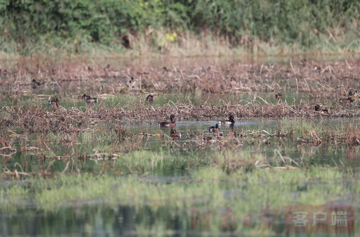 受寒潮影響 候鳥提前“回豫”越冬
