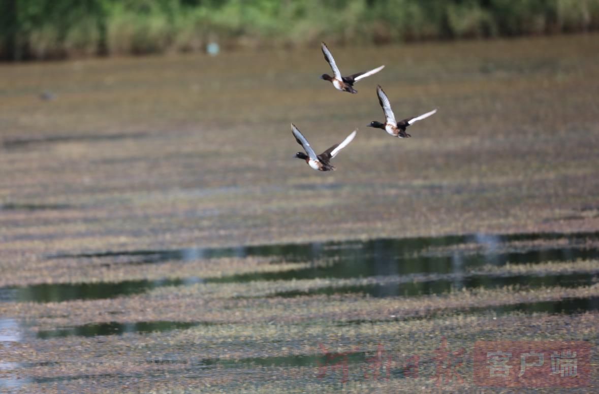 受寒潮影響 候鳥提前“回豫”越冬