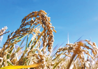 足足生長(zhǎng)184天！ 駐馬店留莊水稻豐收 還成了致富金招牌