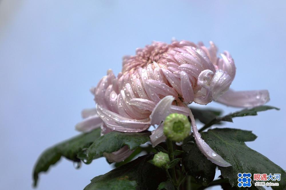 金菊吐芳爭艷，深得眾人喜愛