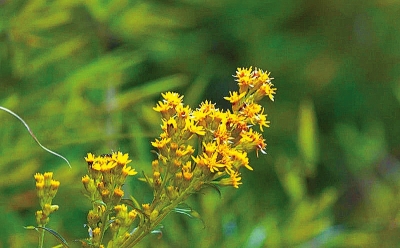 河南排查、處理數(shù)萬株“加拿大一枝黃花” 我省這種花還處萌芽期 不必恐慌