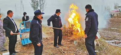 河南排查、處理數(shù)萬株“加拿大一枝黃花” 我省這種花還處萌芽期 不必恐慌