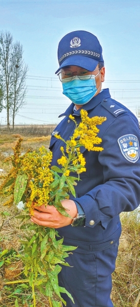 河南排查、處理數(shù)萬株“加拿大一枝黃花” 我省這種花還處萌芽期 不必恐慌