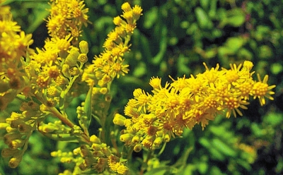 河南排查、處理數(shù)萬株“加拿大一枝黃花” 我省這種花還處萌芽期 不必恐慌