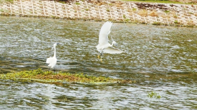全力推動河湖“四亂”整治 鄭州要讓河湖回歸“本色”