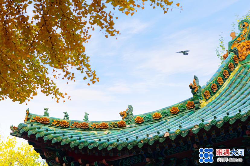 初冬銀杏美，滿樹金黃醉游人