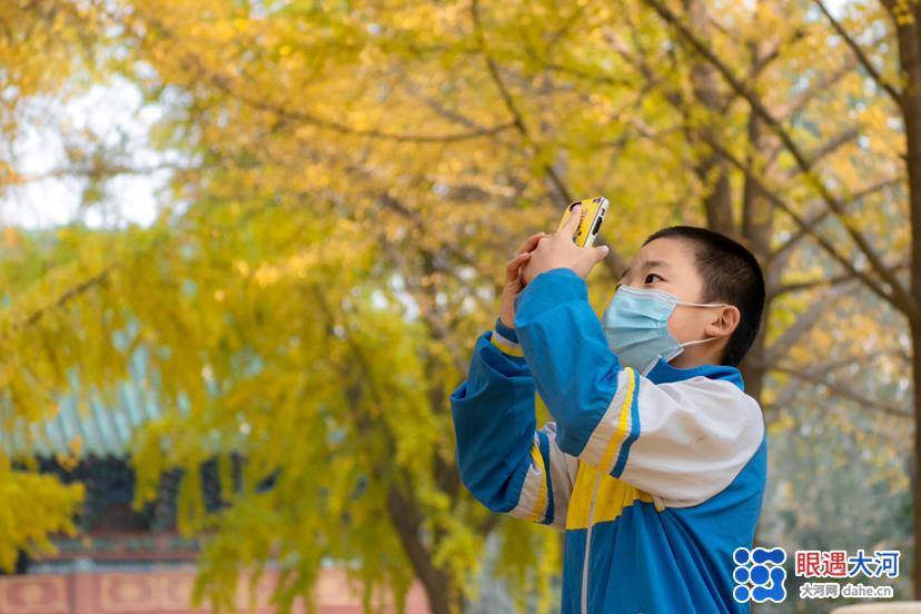 初冬銀杏美，滿樹(shù)金黃醉游人