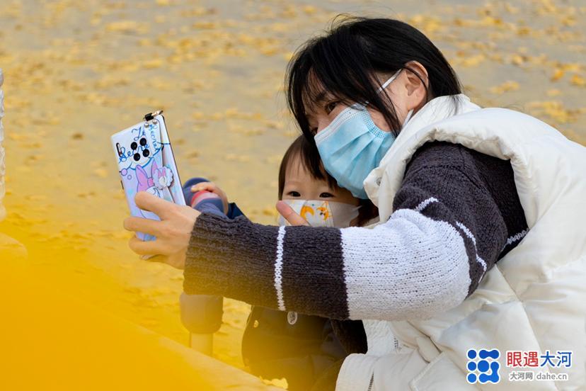 初冬銀杏美，滿樹金黃醉游人