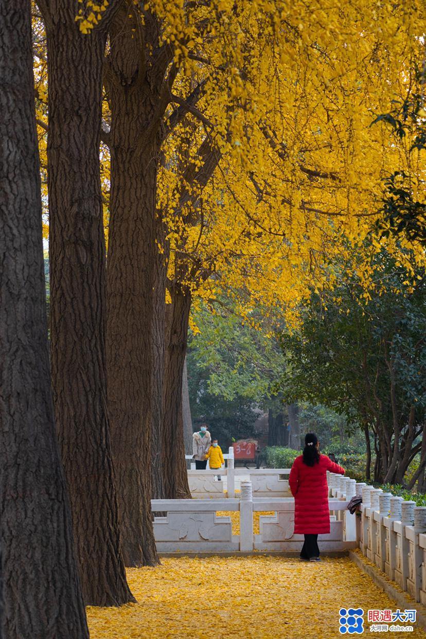 初冬銀杏美，滿樹金黃醉游人