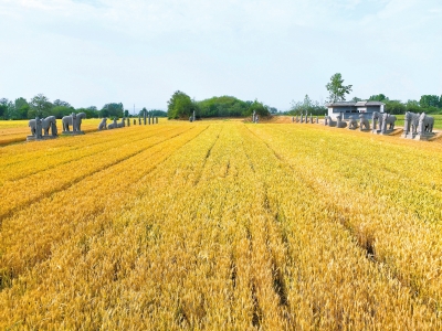 2021年全國(guó)糧食總產(chǎn)量13657億斤 河南糧食總產(chǎn)量位居全國(guó)第二