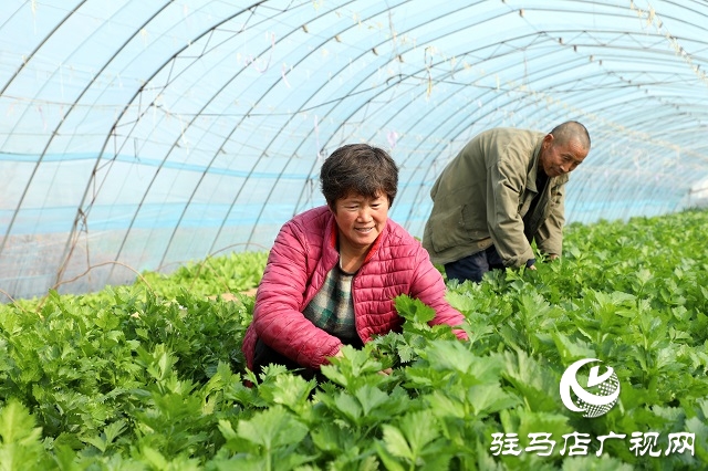 駐馬店驛城區(qū)：多產(chǎn)穩(wěn)增收 拓展致富路