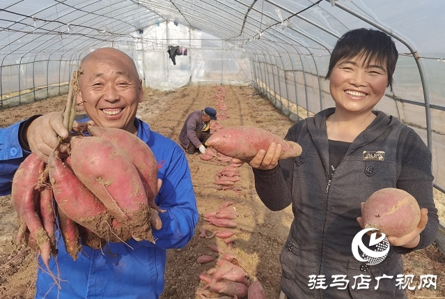 駐馬店驛城區(qū)：多產(chǎn)穩(wěn)增收 拓展致富路