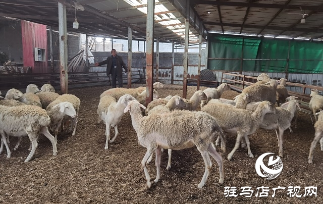 駐馬店驛城區(qū)：多產(chǎn)穩(wěn)增收 拓展致富路