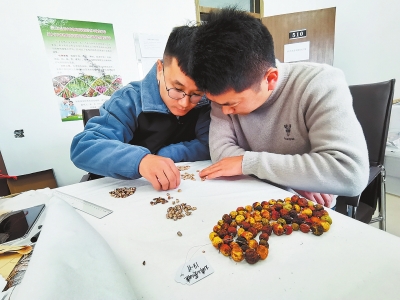 深山里發(fā)現百年&ldquo;老玉米&rdquo;