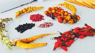 深山里發(fā)現百年&ldquo;老玉米&rdquo;