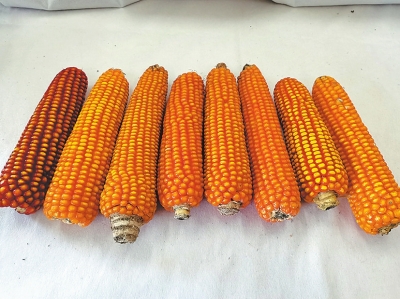 深山里發(fā)現百年&ldquo;老玉米&rdquo;