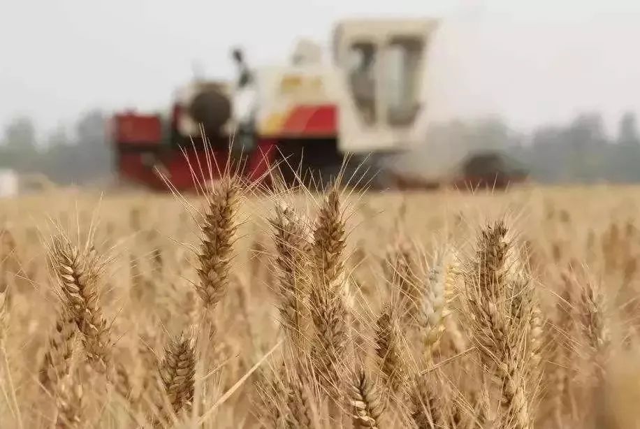 新收集農(nóng)作物種質(zhì)資源2.08萬份，加快構(gòu)建商業(yè)化育種體系—— 打好種業(yè)翻身仗，又有新動作